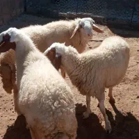 میش داشتی وقوچ