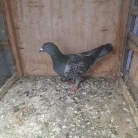 کبوتر ماده|پرنده|گرگان, |دیوار