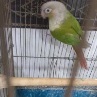 گرینچیک نر|پرنده|مشهد, مهدی آباد|دیوار