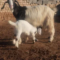 بز...|حیوانات مزرعه|شیروان (خراسان), |دیوار