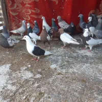 دسته 30تایی کبوتر