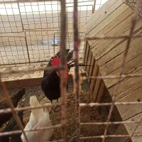 خروس محلی اصل|حیوانات مزرعه|اهرم, |دیوار