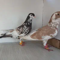کفتر سار  ملمنز افشون