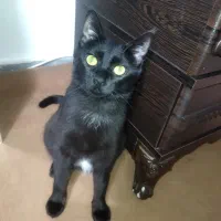 واگذاری گربه