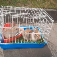 یک جفت بچه خرگوش دو ماهه