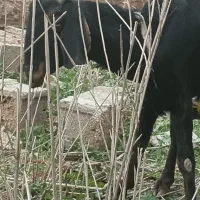 بز ابستن|حیوانات مزرعه|امیدیه, |دیوار