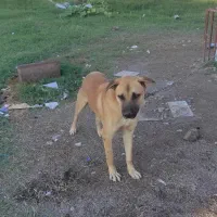 واگذاری سگ|سگ|کردکوی, |دیوار