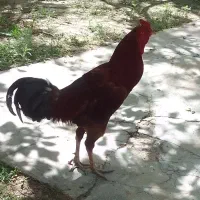 خروس لاری اصل و غاز