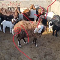 بزغاله نر، بزغاله،میش،بره،نربز