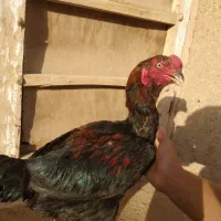 خروسلاری اصیل