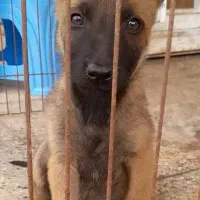 malineviz malinois مالینوا مالینویز بلژیکی نگهبان|سگ|تهران, زعفرانیه|دیوار