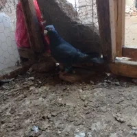 گفتر|پرنده|نگین شهر, |دیوار