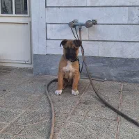 توله پیت بول فی۶