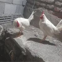 ۲ عدد خروس معاوضه با مرغ گوشتی و کبوتر