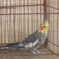 عروس هلندی نر سرحال|پرنده|بندر گناوه, |دیوار