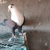 سرسفید نر|پرنده|اقبالیه, |دیوار