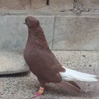 سرخ دمپاک