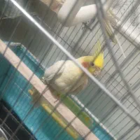 یک جفت عروس هلندی سخنگو|پرنده|رفسنجان, |دیوار