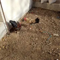 خروس محلی|حیوانات مزرعه|آبیک, |دیوار