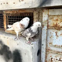 شازده سرور و شازده زرد|پرنده|داران, |دیوار
