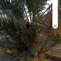 آبادان|حراج|خرمشهر, |دیوار