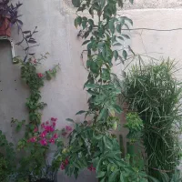 شمشاد|گل و گیاه طبیعی|شیراز, دارالرحمه|دیوار