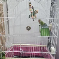 طوطی برزیلی|پرنده|شوش, |دیوار