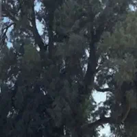 برش و تیکه کردن درخت