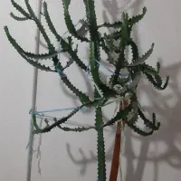 گل کاکتوس|گل و گیاه طبیعی|شاهینشهر, گزبرخوار|دیوار