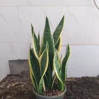 گل و گیاه سانسوریا ابلق|گل و گیاه طبیعی|اهواز, سیصد دستگاه|دیوار