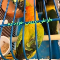 طوطی برزیلی