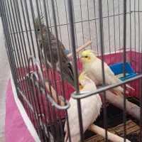 عروس هلندی سرلاکی نرمه خور  دونه ای ۷۵۰