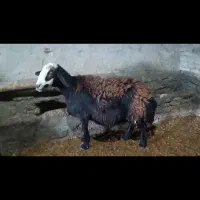 میش بره و میش ابستن|حیوانات مزرعه|سیلاخور, |دیوار