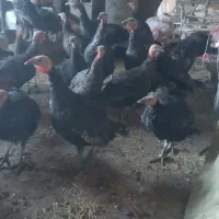 فروش بقلمون فقط1تومن دونه همه با هم 950هزار تومان