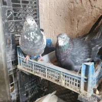 کله ماستی و سوسکی قاره  چند جفت دارم  دونه 500