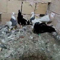 کفتر  زاغ دمسفید چهار عدد طوقی هفترنگ کاکلی جوانه|پرنده|تربت‌حیدریه, رضاشهر|دیوار