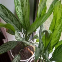 گل های زینتی|گل و گیاه طبیعی|تالش, جوکندان|دیوار