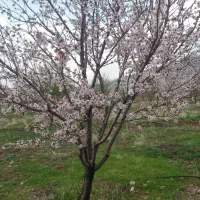 دو-پلاک-باغ-بادام-9ساله-وانگور-بر-جاده-اصلی