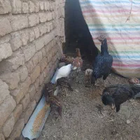 جوجه لاری و بوقلمون و جوجه مرغی|حیوانات مزرعه|الوند, |دیوار