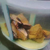 آکواریوم شیشه خم حلال|ماهی|شیراز, شیشهگری|دیوار