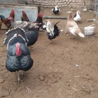 غاز لیندا  بقلمون خروس اسرائیلی قوغاز آفریقای