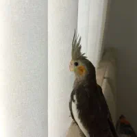 جوجه عروس