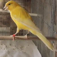 قناری قرص بخون