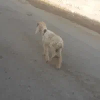 بره نر پاک