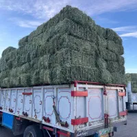 یونجه درجه یک انباری