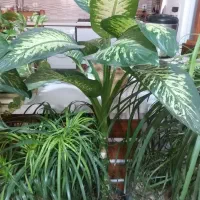 گیاهان اپارتمانی از۳۵۰ ببالا|گل و گیاه طبیعی|رستم‌آباد, |دیوار