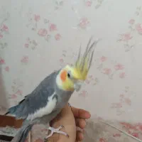 عروس هلندی نر دستی