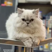 گربه ی گمشده (تحت درمان )