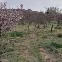 باغ در جاده تبریز|فروش زمین و ملک کلنگی|زنجان, |دیوار