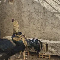 خروس لاری|حیوانات مزرعه|نسیم‌شهر, |دیوار